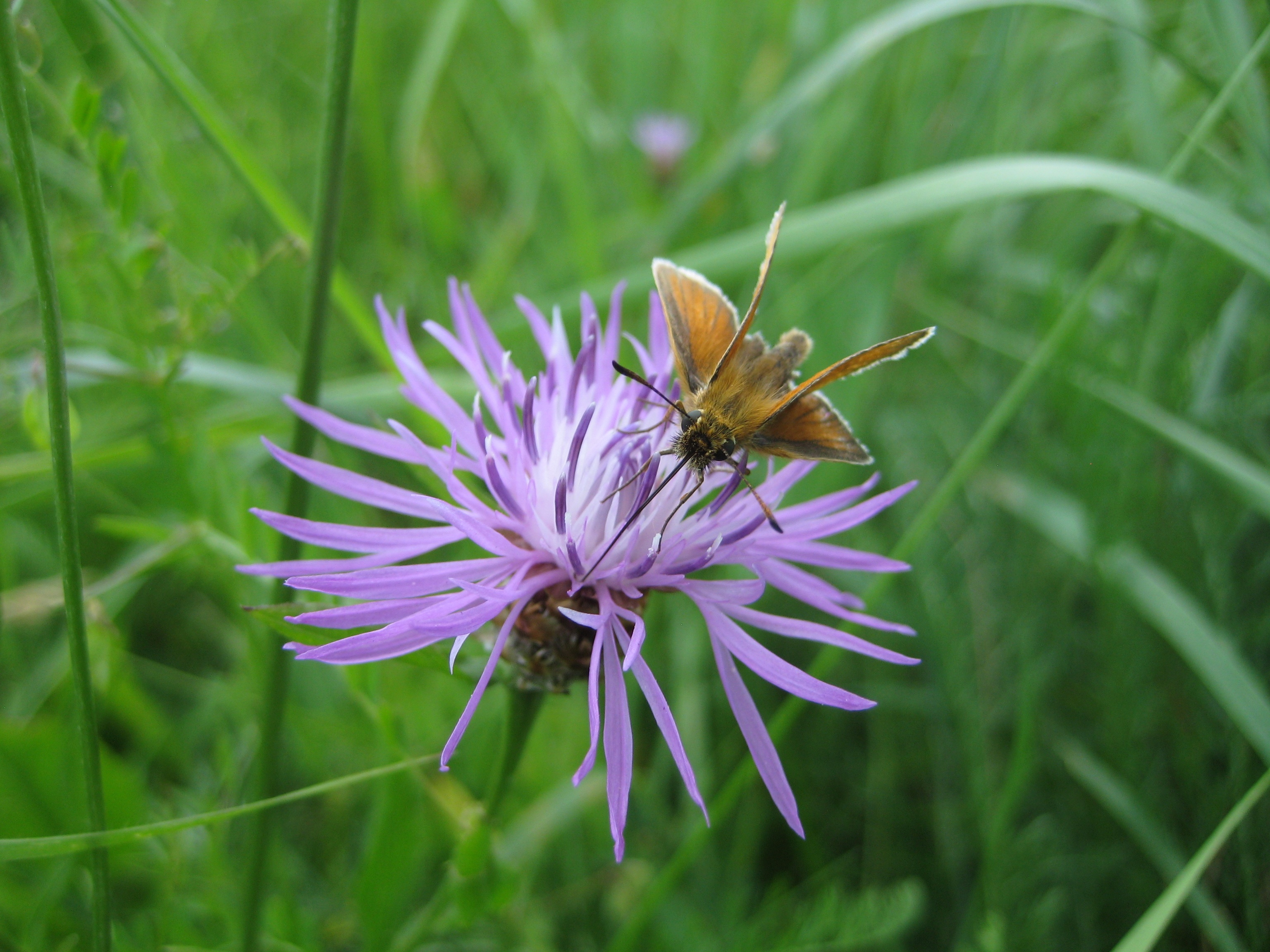 Dickkopffalter auf Flockenblume